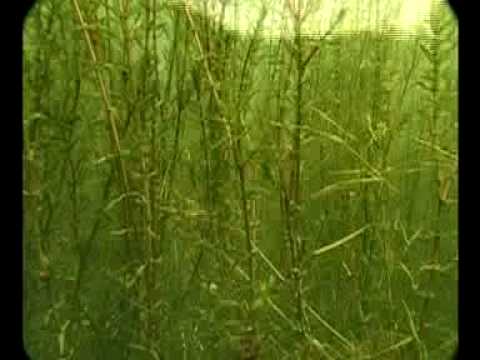 Mayfly Life Cycle: trout view