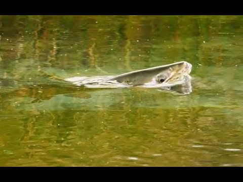 ORVIS - How to spot rising trout