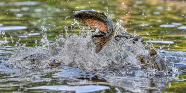 types of trout in colorado