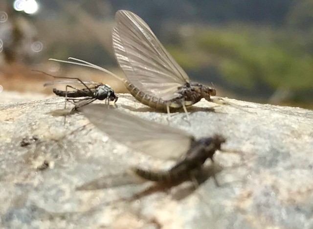 BWO adults stripped